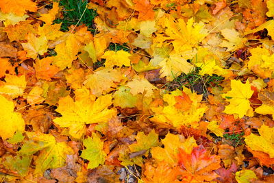 Full frame shot of yellow autumn leaves