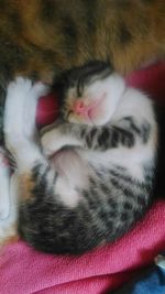 Close-up of a cat sleeping