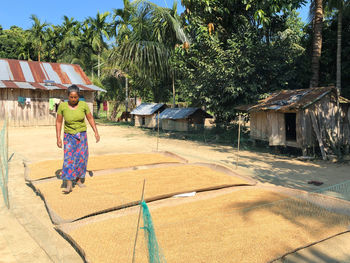 Indigenous women turn over paddy for drying in the sun at ramgarh, khagrachari hill district