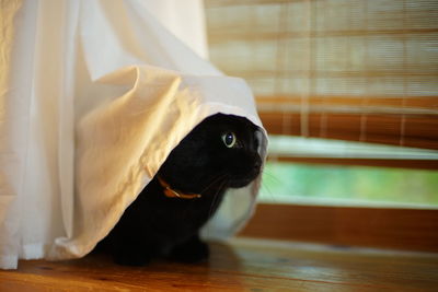 A black cat hiding behind the curtain