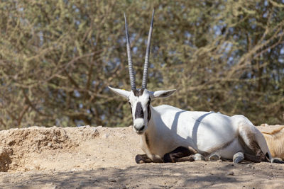 Animal in zoo during morning