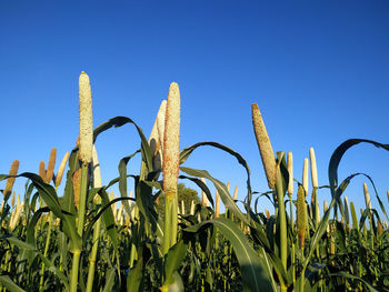 Low angle view of crops growing on field against clear blue sky