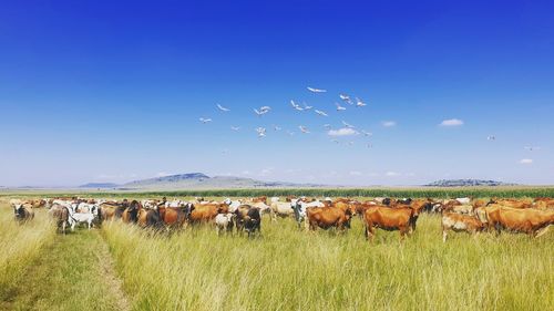 Flock of sheep on field