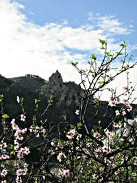 Close-up of fresh flowers blooming in spring