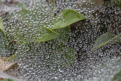 Close-up of leaves on water