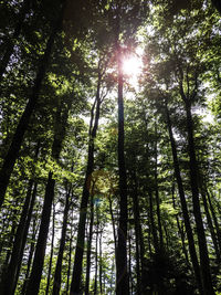 Low angle view of bamboo trees in forest