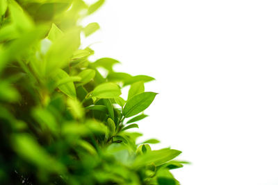 Close-up of leaves against white background