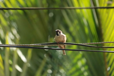 Close-up of bird perching on cable against blurred background