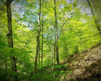 Trees in forest