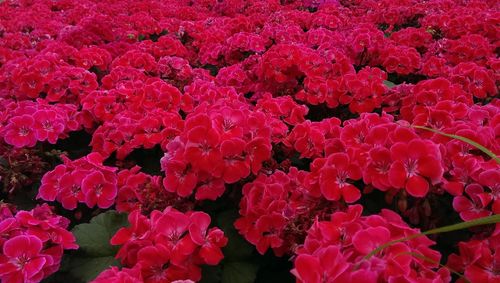 Close-up of pink flowers