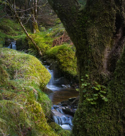 Stream flowing through rocks in forest