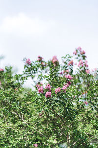 Close-up of flowering plants against sky