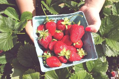 Close-up of hand holding fruits