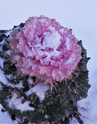 Close-up of frozen pink flower during winter