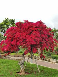 Red flowers growing on tree against sky