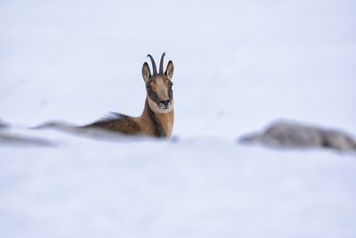 Chamois in the snow on the peaks of the national park picos de europa in spain. rebeco,rupicapra