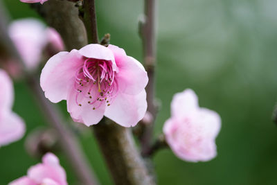 Close-up of pink cherry blossom