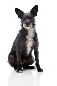 Portrait of puppy sitting against white background