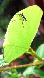 Close-up of grasshopper on leaf