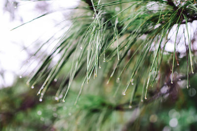 Close-up of wet plants