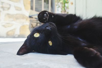 Close-up of black cat lying outdoors