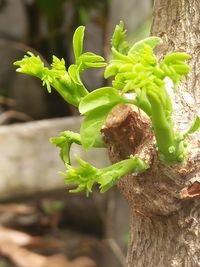 Close-up of fresh green tree trunk