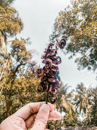 Close-up of hand holding leaves against trees