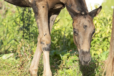 Horse standing on field