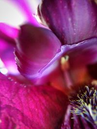 Close-up of pink flower