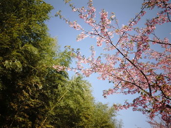 Low angle view of blooming tree against sky