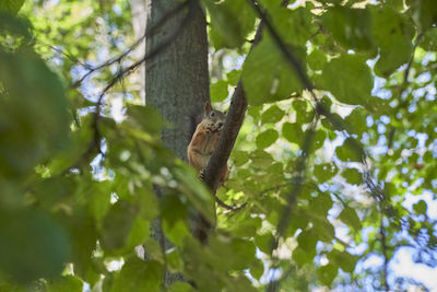 Low angle view of squirrel on tree in forest