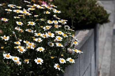 Close-up of white daisy flowers