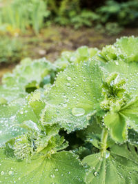 Close-up of water drops on plant