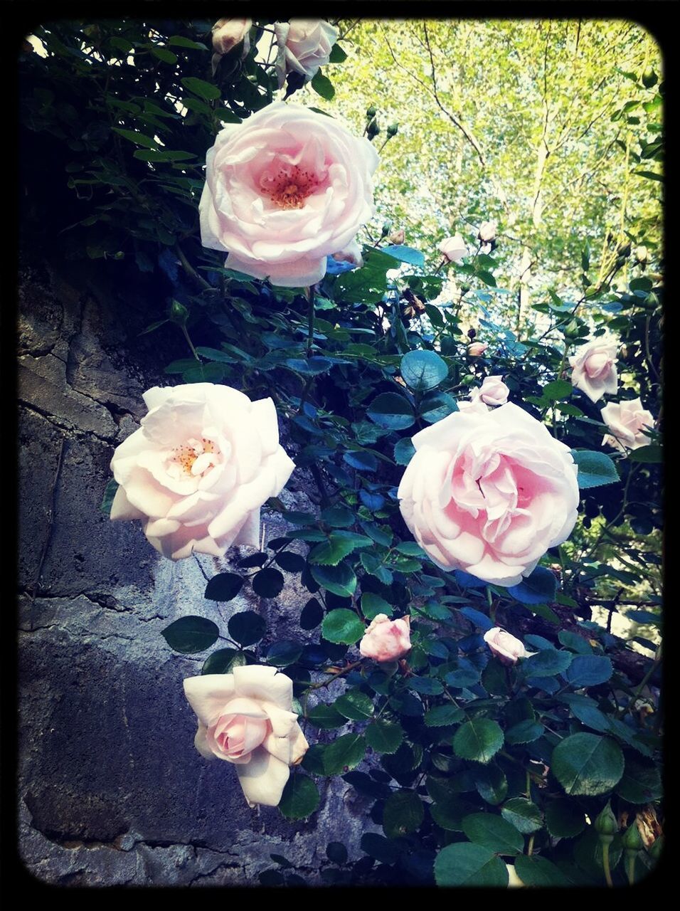 flower, transfer print, petal, freshness, fragility, pink color, rose - flower, high angle view, auto post production filter, flower head, nature, growth, beauty in nature, close-up, day, plant, no people, vase, outdoors, leaf