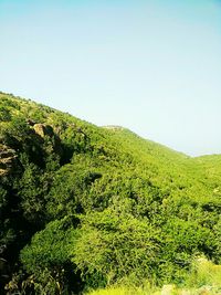 Scenic view of landscape against clear sky