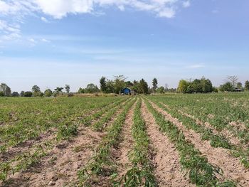 Scenic view of agricultural field against sky