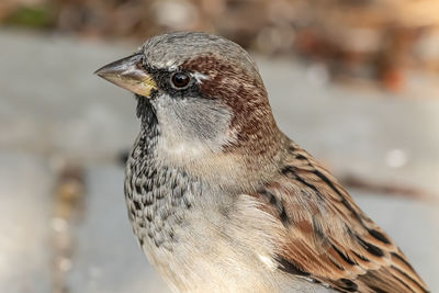 Male house sparrow or passer domesticus is a bird of the sparrow family passeridae