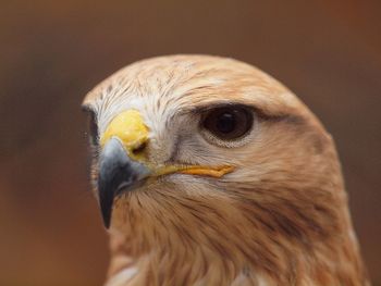 Close-up of hawk