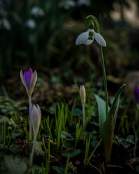 Close-up of purple crocus flowers on field