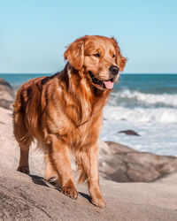 Dog on beach