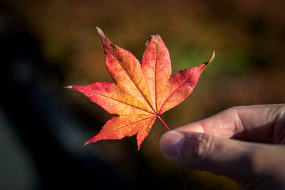 Close-up of hand maple leaves