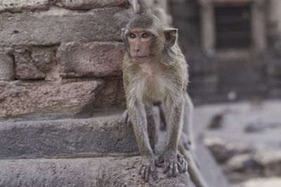Close-up of monkey on retaining wall in zoo