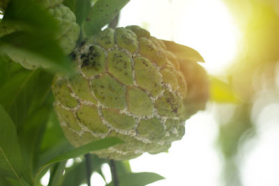 Custard apple tree on green