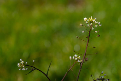 Close-up of flowering plant against blurred background