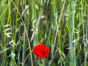 Close-up of red poppy blooming on field