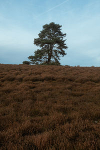 Tree on field against sky