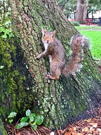 Squirrel on tree