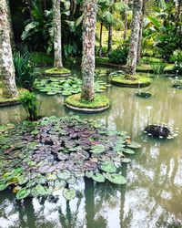 Plants growing in lake at forest