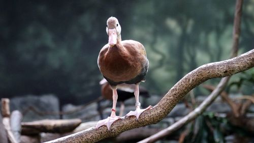 Close-up of bird perching on branch