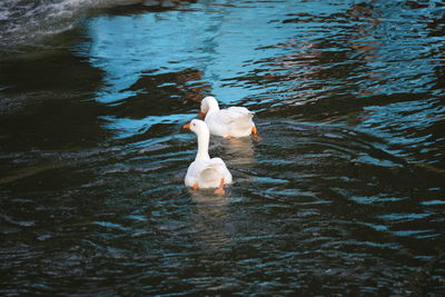 Swan floating on lake
